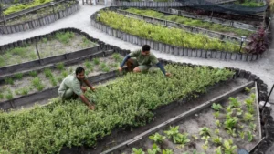 soneva-jani-organic-garden