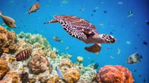 underwater-turtle