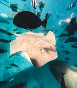 sting-ray
