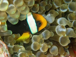 underwater-maldives