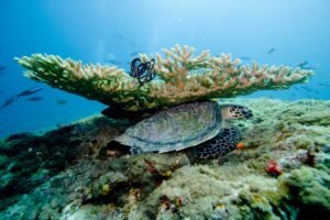underwater-maldives