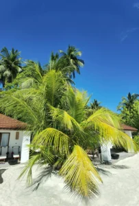 dreamy-island