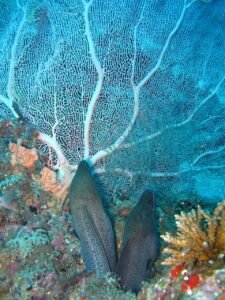 underwater-maldives