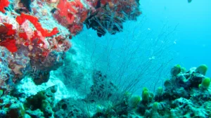 underwater-beauty