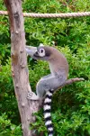 Madagascar